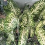 Difenbachia (Dieffenbachia seguine) ‘MARS’  - výška 40-50 cm, kont.C4L